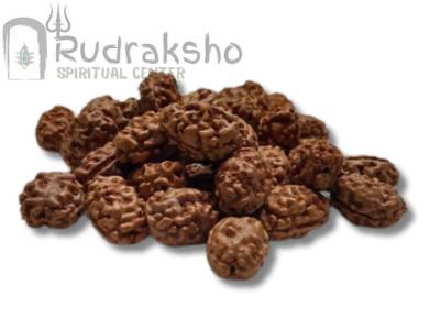 2 Mukhi Rudraksha from Indonesia